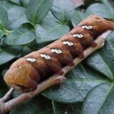 achemon-caterpillar-4random%