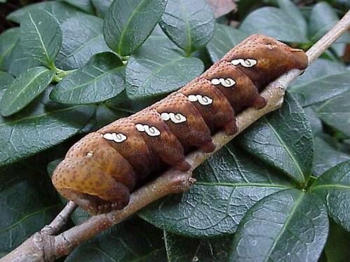 achemon-caterpillar-3